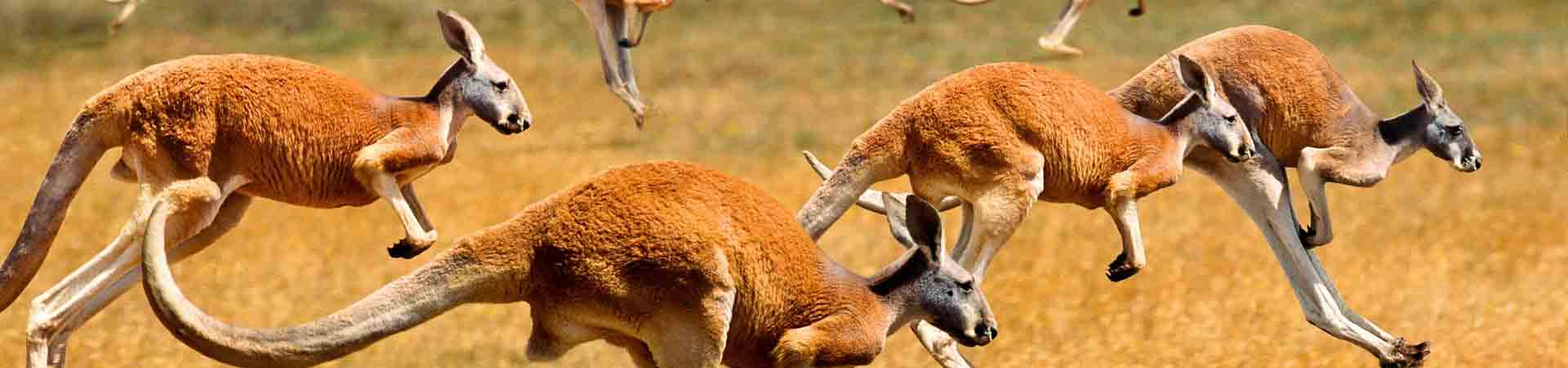Kangaroo Island