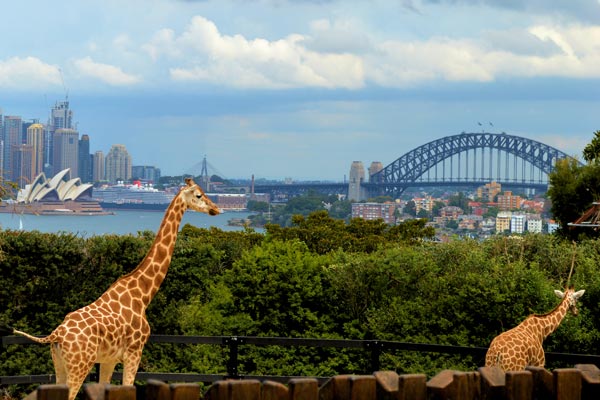 taronga_zoo_ahoy image taronga zoo ahoy