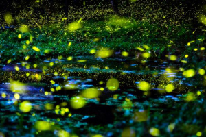 ports kuala lumpur fireflies